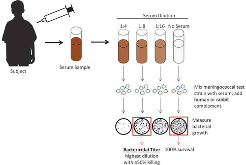 Figure 1. Schematic illustrating serum bactericidal antibody assay using either human or baby rabbit complement. For serogroups A and C, the World Health Organization guidelines stipulate that complement sourced from baby rabbits should be used.Citation24 For the subject shown, the SBA titer would be 8. SBA = serum bactericidal antibody. Figure has been adapted with permission from Gandhi A, Balmer P, York LJ. Characteristics of a new meningococcal serogroup B vaccine, bivalent rLP2086 (MenB-FHbp; Trumenba®). Postgrad Med. 2016;128(6):548–556
