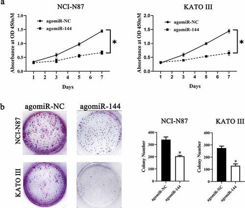 Figure 4. MiR-144 exerts a suppressive effect on GC cell growth in vitro. (a) The CCK-8 assay uncovered a change in proliferation of miR-144-overexpressing NCI-N87 and KATO III cells. *P < 0.05 vs. group agomir-NC. (b) NCI-N87 and KATO III cells were treated with either agomiR-144 or agomir-NC. After the transfection, Colony formation assays were carried out. *P < 0.05 vs. group agomir-NC