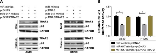 Figure 5 miR-647 inhibited the TRAF2-mediated NF-κB signaling pathway.