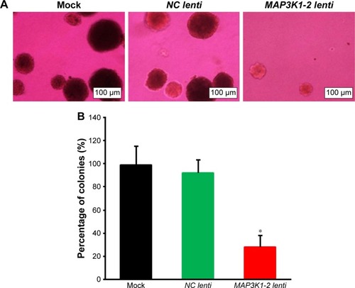 Figure 4 Effect of lncRNA MAP3K1-2 knockdown on the colony formation of MKN45. (A) Colony formation ability of MKN45 with or without recombinant lentivirus transfection was detected by soft agar colony formation assay. (B) Quantification of the results of Figure 4A. Results of colony formation assay showed that the colony formation rate of MKN45 with MAP3K1-2 lenti transfection was lower than the control group (P<0.05). Data are presented as mean±SD from three independent experiments. *P<0.05, vs NC lenti (mock: MKN45 without lentivirus transfection).