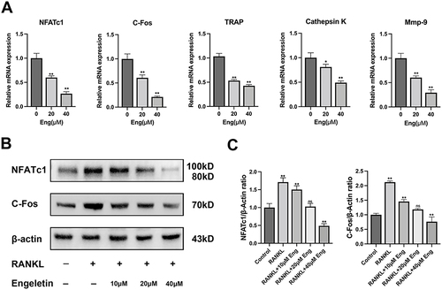 Figure 3 Eng inhibited the expression of c-Fos and NFATc1 and affected the expression of osteoclast-related mRNA. (A) Eng down-regulated of osteoclast-specific genes (NFATc1, c-Fos, TRAP, Cathepsin K, MMP-9). (B) RAW264.7 was treated with 50 ng/mL RANKL and different concentrations of Eng. Western blot was used to detect the expression levels of c-Fos and NFATc1. (C) The ratios of the intensity of NFATc1 or c-Fos relative to β-actin were determined using ImageJ. All bar charts are presented as mean ± SD; n=3. *P<0.05, **P<0.01, ns: not statistically significant, vs control group.