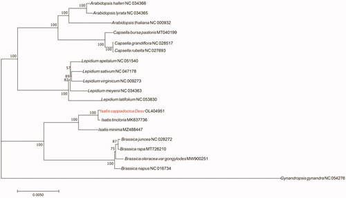 Figure 1. Maximum-likelihood (ML) phylogenetic tree based on the complete chloroplast genome sequences of I. cappadocica and 18 representative species. Red font is the species studied in this paper and bootstrap support values are shown on the nodes.