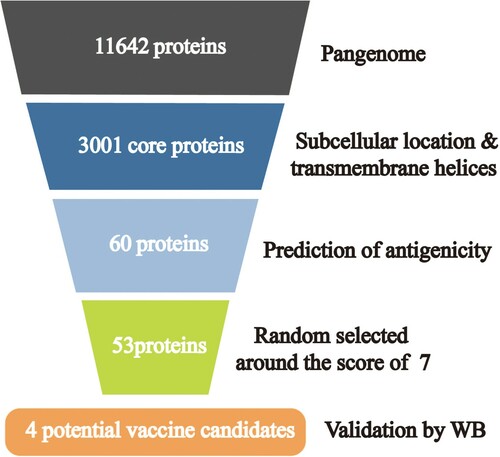 Figure 2. Summary of protein selection results in each step of the Pan-RV analysis. A total of 11,642 genes were identified after pangenome analysis in the first step; 3,001 genes were identified as core genes in the second step; after prediction of subcellular localization and transmembrane helices, 60 proteins were screened out in the third step; 53 proteins were predicted as potential protective antigens using VaxiJen server in the fourth step; four proteins were validated as the potential candidates using western blot in the last step.