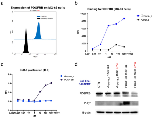 Figure 1. ZPDGFRb_3 binds PDGFRB without inducing receptor activation or internalization. (a) MG − 63 cell lines are positively stained by an anti-PDGFRB antibody via a secondary FITC (fluorescein isothiocyanate)-conjugated secondary antibody, compared to FITC-conjugated secondary antibody alone. (b) ZPDGFRb_3 binds MG − 63 cells when compared to an Affibody molecule binding an irrelevant target. (c) BUD − 8 cell line is stimulated with PDGF-BB (PDGFRB natural ligand) or ZPDGFRb_3 and cell proliferation is assessed after 48 hours. ZPDGFRb_3 does not stimulate cell proliferation when compared to the natural ligand. (d) BJhTERT cells are treated with either ZPDGFRb_3 or PDGF-BB, at 37°C or on ice to assess PDGFRB activation and internalization-dependent degradation by western blot. Receptor phosphorylation (P-Tyr) is observed in the presence of PDGF-BB but not with ZPDGFRb_3 (performed on ice to prevent receptor internalization). Lower levels of PDGFRB due to receptor internalization-dependent degradation are observed in presence of PDGF-BB but not with ZPDGFRb_3.