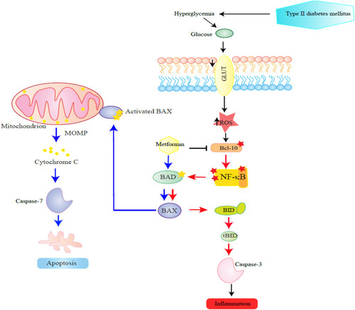 Figure 6 This figure schematizes steps in the proposed effect of metformin on apoptotic proteins in PBMCs examined in this study. The steps are depicted in a sequence proceeding from right to left. Hyperglycaemia presents in diabetes induces NF-κB pathway by reactive oxygen species (ROS). The low to moderate up-regulation of inflammatory Bcl-10, Bax, Bad, Bid, and the effector caspase-3 coupled with inhibition of caspase-7 in circulating PBMCs of T2DM could be a result of activated NF-κB pathway in T2DM.