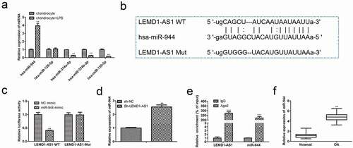 Figure 4. Regulatory relationship between LEMD1-AS1 and miR-944. (a) The candidate miRNAs regulated by LEMD1-AS1 were predicted. (b) The binding sites between LEMD1-AS1 and miR-944. (c) Dual-luciferase reporter analysis was employed to validate the coactions between LEMD1-AS1 and miR-944. **P< 0.01 vs. NC mimic group. (d) The expression of miR-944 in LPS-treated chondrocytes transfected with sh-LEMD1-AS1 was determined by qRT-PCR . **P< 0.01 vs. sh-NC group. (e) Relative enrichment of LEMD1-AS1 in chondrocytes was detected by RNA pull down. **P< 0.01 vs. IgG. (f) The expression of miR-944 in cartilage tissues of OA patients was detected by qRT-PCR . **P< 0.01 vs. normal group.All data were presented as mean ± SD. n = 3.
