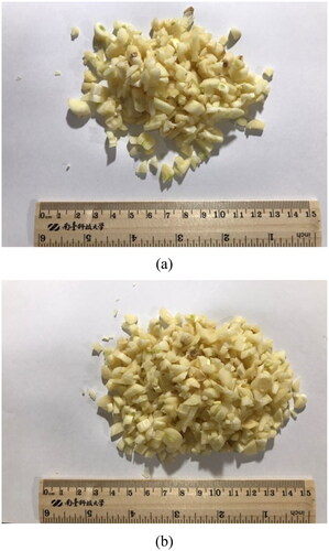 Figure 10. Chopped fresh garlic. (a) Unenriched and (b) enriched garlic.