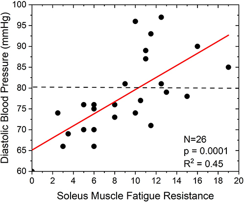 Figure 3 Resting diastolic blood pressure (DBP) as a function of soleus fatigue resistance. In a group of non-athletic (those undertaking less than 3 hours per week of intense physical activity) older adult (61–81 years) men and women, DBP was obtained following 10 minutes of quiet sitting (IRB exempt pilot study). Soleus fatigue resistance obtained by one-legged heel raises. DBP is significantly correlated to soleus fatigue strength (p=0.0001). Two-thirds of subjects were found to be unable to maintain a normal level of DBP (>80mmHg).