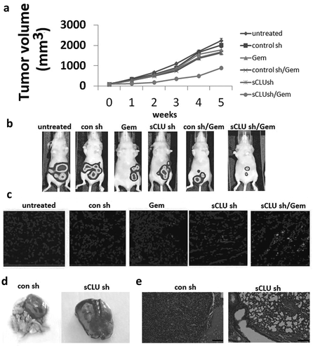 Figure 5. Combined effect of sCLU silencing and Gem treatment in a mouse xenograft model. (a), Stable sCLU or control shRNA clones were implanted into nu/nu mice (n = 5); when the tumor diameter was 0.06–0.1 cm3, the mice were treated with Gem. Tumor volume was calculated as described in Methods. *Combined P = 0.026 vs. Gem or sCLU shRNA. (b), Bioluminescence images of tumors in mice implanted with stable sCLU or control shRNA clones and treated with Gem at 5 weeks post-treatment. (c), TUNEL staining of tumor tissues. (d), Effect of sCLU knockdown on the formation of metastatic lesions in an orthotopic lung mouse xenograft model. Representative gross images of lungs show multiple massive tumors (arrows) in a mouse from the control shRNA group, in contrast to the minuscule tumor in a mouse from the sCLU shRNA group. (e), Micrographs of hematoxylin and eosin-stained tumors in control and sCLU shRNA group mice. Scale bar, 50 μm.