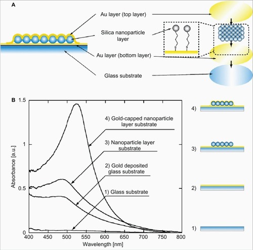 Figure 5 A) Schematic representation of core-shell (silica–gold) nanostructures on the glass substrate. Furthermore, the gold (Au) layer was formed on the nanoparticle layer using thermal evaporation. B) Optical characteristics of the gold-capped nanoparticle layer substrate. Copyright © 2008, Elsevier. Reproduced with permission from Endo T, Yamamura S, Kerman K, Tamiya E. Label-free cell-based assay using localized surface plasmon resonance biosensor. Anal Chim Acta. 2008;614:182–189.