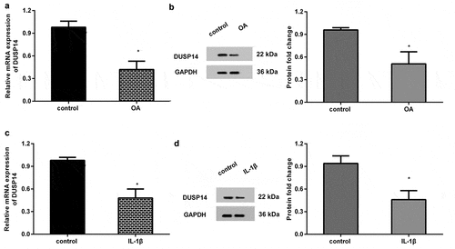 Figure 1. Downregulation of DUSP14 was confirmed in OA rats and IL-1β-stimulated chondrocytes. (a, b) The articular cartilage tissues were collected from ACLT-induced OA rats. Then, the mRNA (a) and protein (b) levels of DUSP14 were determined by qRT-PCR and western blotting. (c, d) Chondrocytes were treated with IL-1β for 24 h. Then, the mRNA (c) and protein (d) expression of DUSP14 were analyzed. n = 3. *P < 0.05 vs. control group