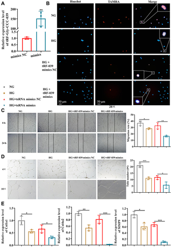 Figure 5 tRF-Gly-CCC-039 mimic transfection aggravates high-glucose-induced impairment in HUVECs. (A) Relative expression of tRF-Gly-CCC-039 in HUVECs after transfection of tRF-Gly-CCC-039 mimics or mimic NC. (B) The proliferation of HUVECs was detected by using the EdU assay. (C) The migration ability of HUVECs was detected by using the wound-healing assay. (D) The tube-formation ability of HUVECs was detected by using the Matrigel tube-formation assay. (E) Matrix associated gene expression (Col1a1, Col4a2, and MMP9) in HUVECs was detected by using RT-qPCR. Gray represents the NG group; yellow represents the HG group; red represents the HG + tsRNA mimic NC group; and blue represents the HG + tsRNA mimic group. *p < 0.05, **p < 0.01, ***p < 0.001.