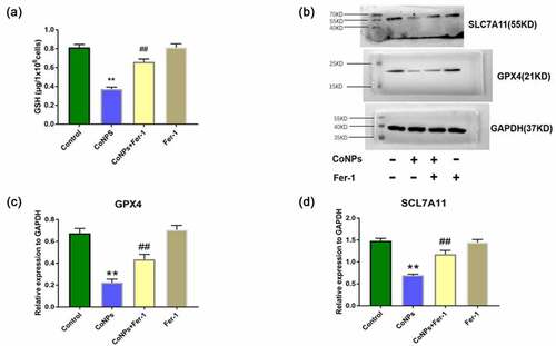 Figure 3. Ferrostatin-1 improves CoNPs-induced expression of GSH, GPX4, and SLC7A11 proteins in Balb/3T3 cells. (a) Levels of intracellular GSH across different treatment groups. (b-d) Western blots showing expression of GPX4 and SlC7A11 proteins. All the data are shown as mean ± SD of at least 3 replicates. **p < 0.01 versus the control group. ##p < 0.01 versus the CoNPs group.