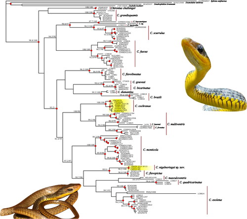 Fig. 1. Phylogenetic relationships of Chironius taxa estimated from a Bayesian 50% majority-rule consensus phylogram using a multilocus dataset (i.e., 12S, 16S, cyt b, ND4, cmos, NT3, Rag-1, Rag-2; total of 5229 bp) with posterior probabilities (≥95) represented at the node (red circles) and additional support values (SH-aLRT > 80%/UFboot <95%) from maximum likelihood (ML) analyses of the partitioned dataset obtained from IQ-TREE. Inserted photographs are top right Chironius nigelnoriegai sp. nov. from Trinidad’s Northern Basin; bottom left is a C. cochranae from the Arima Valley, Trinidad. Photographs by Saifudeen Muhammad and JCM, respectively.