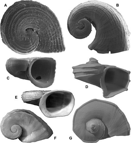 Fig. 17  (A-C,E,F) Lippistes cornu (Gmelin), type species of Lippistes Montfort, 1810, South Africa; A,B, NMP E1147, De Hoop, E of Cape Agulhas, 50 m; A, protoconch, diameter 0.79 mm; B, whole shell of same specimen, partially uncoiled form, diameter 7.7 mm; C, NMP S8243, Aliwal Shoal, off Scottsburg, Natal, 10 m; juvenile, protoconch plus 0.5 teleoconch whorl; width 1.50 mm; E,F, largest syntype of Separatista grayi A. Adams, BMNH 198352, “South Africa”, the western tightly coiled form of L. cornu; H 7.4, D 14.8 mm. (D,G) Separatista helicoides (Gmelin), type species of Separatista Gray, 1847, NMNZ M.246409, Onslow, Western Australia; small specimen, H 6.4, D 10.9 mm.