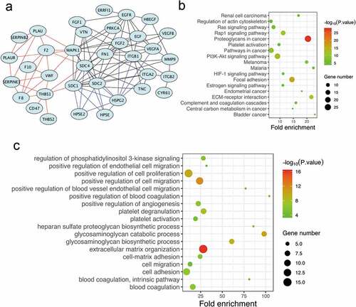 Figure 3. Functional enrichment and PPI network analysis of re-endothelialization-associated genes