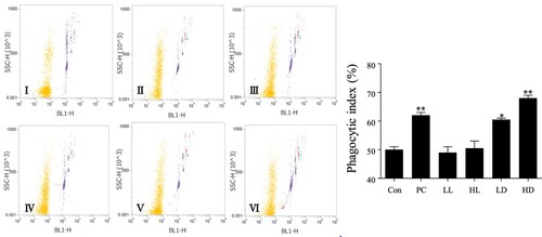 Figure 6. Effects of lactate enantiomers on phagocytosis test of peritoneal macrophages. I. Control group; II. Positive control group; III. L-lactate 1000 mg/kg group; IV. L-lactate 2000 mg/kg group; V. D-lactate 1000 mg/kg group; and VI. D-lactate 2000 mg/kg group. The values for each group are expressed as mean ± standard deviation (n = 6). *Indicates that the group was significantly different from the control group (Con) (*p < .05; **p < .01; ***p < .001).