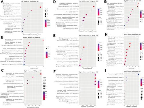 Figure 5 The 10 most downregulated GO functions in nevus sebaceous scalp tissue according to Enrichment Score, Fold Enrichment Terms and GeneRatio. (A) GO terms in the GO analysis that correlated with coding mRNA in biological process categories with the 10 lowest P values according to enrichment score analysis. (B) GO terms in the GO analysis that correlated with coding mRNA in biological process categories with the 10 lowest P values according to fold enrichment analysis. (C) GO terms in the GO analysis that correlated with coding mRNA in biological process categories with the 10 lowest P values according to gene ratio analysis. (D) GO terms in the GO analysis that correlated with coding mRNA in cellular component categories with the 10 lowest P values according to enrichment score analysis. (E) GO terms in the GO analysis that correlated with coding mRNA in cellular component categories with the 10 lowest P values according to fold enrichment analysis. (F) GO terms in the GO analysis that correlated with coding mRNA in cellular component categories with the 10 lowest P values according to gene ratio analysis. (G) GO terms in the GO analysis that correlated with coding mRNA in molecular function categories with the 10 lowest P values according to enrichment score analysis. (H) GO terms in the GO analysis that correlated with coding mRNA in molecular function categories with the 10 lowest P values according to fold enrichment analysis. (I) GO terms in the GO analysis that correlated with coding mRNA in molecular function categories with the 10 lowest P values according to gene ratio analysis.