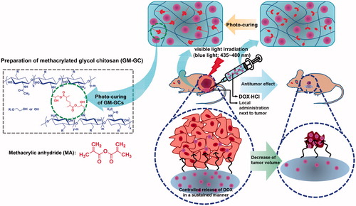 Figure 7. Schematic illustration showing possible mechanism of GC10/DOX on the improvement of cancer therapy. GC10/DOX was locally injected next to tumor.