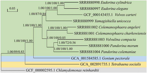 Fig. 1. Phylogenetic tree of the colonial volvocine algae based on 105 single-copy orthogroups. Numbers on branches represent Bayesian posterior probabilities, bootstrap values and support values of ASTRAL, respectively. Branch lengths are proportional to genetic distances, which are indicated by the scale bar. The grey background indicates the outgroup; the yellow background indicates family Tetrabaenaceae; the blue background indicates family Goniaceae; and the green background indicates family Volvocaceae.