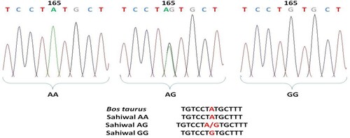 Figure 4. Chromatogram and clustalw alignment showing variation at position 165 by primer 2 (A > G) of OLR1 gene in Sahiwal cattle.