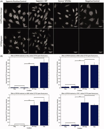 Figure 1. SYTOX green assay for membrane permeabilization. (A) HeLa cells exposed to Saponin, Saponin + NP, NP alone and control. The top panel shows cytoplasmic stain, 24 h following NP incubation with 280 µg/mL SPIONs. Bottom panel shows SYTOX green fluorescence that is evident in both samples treated with saponin, and not in the negative control or NP treated samples. (B) Graphical representation of the quantification of nuclear SYTOX intensity, analyzed automatically using MATLAB. Significant differences were seen between saponin treated samples and non-saponin treated samples only. Students t-Test gave significance of p < 0.001 between saponin treated and non-saponin treated samples in each cell line.