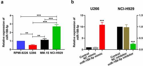 Figure 1. MiR-188-5p expression in the MM cells. (a). The level of miR-188-5p within four MM cell lines was measured using Real-time PCR. U266 cells and NCI-H929 cells were selected for further experiments. **P < 0.01, ***P < 0.001. (b). U266 cells were transfected with miR-188-5p mimic (and NC mimic) and NCI-H929 cells with miR-188-5p inhibitor (and NC inhibitor). Real-time PCR was performed to confirm the transfection effects. ***P < 0.001 compared with the NC mimic or inhibitor group