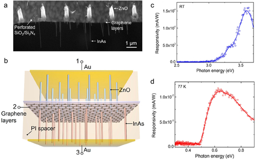 Figure 5. Integration of semiconductor nanodevices on double-sided graphene. (a) SEM image illustrating the overall cross-sectional morphology of the InAs nanorod/ graphene layers/ ZnO nanorod nanostructure, (b) Schematic of the dual-wavelength photodetector and spectral responses of the (c) ZnO-side and (d) InAs-side photodetectors. Reprinted from [Tchoe et al., NPG Asia Mater. 13, 33 (2021)] with the permission of Springer Nature.