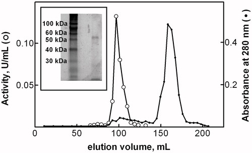 Figure 1. Gel chromatography on Sephacryl S-300 column. See materials and methods for details. Inset: SDS/PAGE analysis of Cys-Gly hydrolase activity purified from P. caerulea.