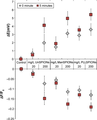 Figure 7 Effect of SPIONs on cell-membrane potential during 5 minutes of neural stem cell exposure.Notes: The data, obtained as the mean of three independent experiments conducted in five replicates, were calculated as the difference between fluorescence intensities of treated and control (untreated) cells (ΔF/F0) divided by the initial fluorescence intensity (F0), and as changes in membrane potential (ΔE) in mV. Error bars represent standard deviation. All treatments were significantly different from controls at P<0.05.Abbreviations: SPIONs, superparamagnetic iron oxide nanoparticles; UnSPIONs, uncoated SPIONs; ManSPIONs, D-mannose-coated SPIONs; PLLSPIONs, poly-L-lysine-coated SPIONs.