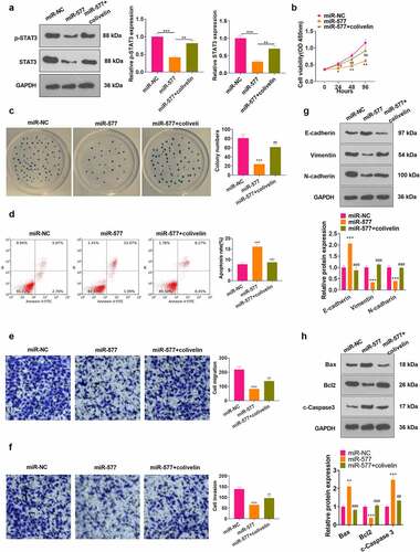 Figure 7. Activating STAT3 weakened the tumor-suppressive effect of miR-577 in NSCLC. PC-9 cells were transfected with miR-577 mimics or interfered with colivelin (50 µg/mL) for 12 hours. A: WB was performed to verify the STAT3 expression after each factor treatment. B: CCK-8 was utilized to testify cell proliferation. C: Cell viability was analyzed by the cell colony formation assay. D. Cell apoptosis was analyzed by FCM. E-F: Transwell assay was implemented to monitor cell migration and invasion. G: Protein expression of E-cadherin, Vimentin and N-cadherin was examined by WB. The protein profiles of Bcl2, Bax and Caspase3 were compared by WB. *P < 0.5, **P < 0.01, ***P < 0.001 (vs.miR-NC group); #P < 0.5, ##P < 0.01, ###P < 0.001(vs.miR-577 group) N = 3.