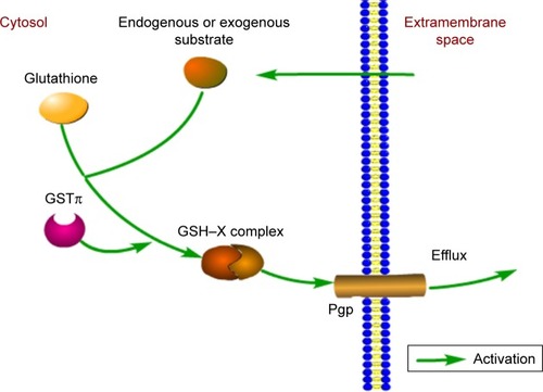 Figure 2 Involvement of GSTπ in the detoxification of exogenous and endogenous substrates.