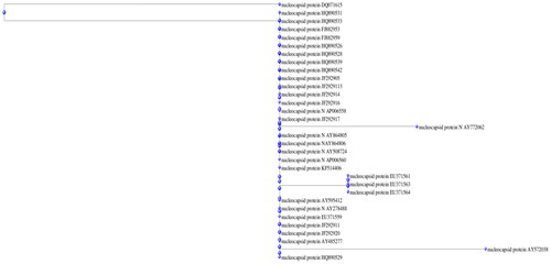 Figure 7. Phylogenetic tree of nucleocapsid proteins.