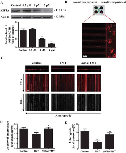 Figure 8. Kif5a overexpression restores axonal transport in primary hippocampal neurons. (A) A representative immunoblot and quantification analysis of KIF5A in primary hippocampal neurons treated with TMT at different concentrations (0, 0.5, 1, or 2 μM) for 24 h. ACTB was used as an internal standard for protein loading. All experiments were repeated at least 5 times. (B) Schematic of the microfluidic chamber where primary hippocampal neurons were plated on the somatic compartment and extend their axons into the axonal compartment. Neurons were labeled with LysoTracker™ Red DND-99. Scar bar: 40 μm. (C) Representative kymographs for movement of LysoTracker™ Red DND-99 puncta along axons in primary hippocampal neurons treated with TMT (2 μM) for 24 h following transfection with an Ad/Kif5a or an Ad/control. Scale bars: 10 μm and 120 s. (D) Average anterograde transport velocity of movable lysosomes (μm/s) and (E) percentages of anterograde-transported lysosomes were calculated in primary hippocampal neurons treated with TMT (2 μM) for 24 h following transfection with an Ad/Kif5a or an Ad/control. At least 8 neurons were used in each group in this experiment. The values are presented as means ± SEM. *P< 0.01 vs. the control group. #P< 0.05, ##P< 0.01 vs TMT group