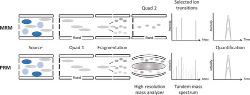 Figure 1. Analytical pathways of MRM (top) versus PRM (bottom). The crucial difference is that in MRM only selected fragment ions are monitored, while in PRM all fragment ions are monitored, out of which during data analysis the best performing fragment ions are used for quantification.