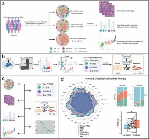 Figure 1. Flow diagram of the study procedure. a) Identification and validation of the immune phenotypes among 31 cancer types. b) Generation and validation of TGFβ response signature (TBRS) in four cell types: fibroblast, T cell, macrophage, and endothelial cell. c) Multilevel comparisons of TGFβ pathway activation level among different immune phenotypes. d) The relationship between TGFβ signaling and immune checkpoint blockade therapy.