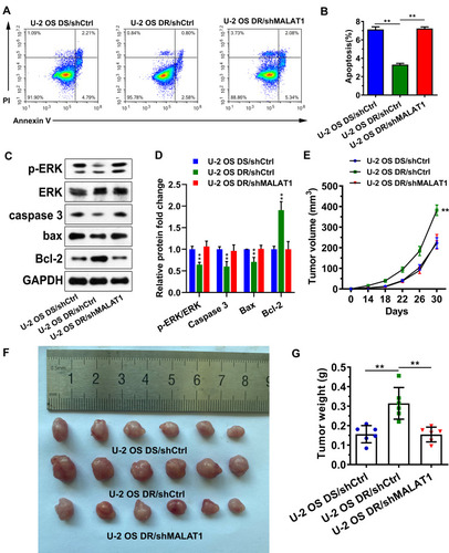 Figure 4 (A and B) The apoptosis in doxorubicin-resistant U-2OS cells was inhibited, which could be reversed by downregulating MALAT-1. (C and D) Western blot revealed that in the doxorubicin-resistant U-2OS cells, the pERK/ERK ratio, Caspase 3 expression, and Bax expression were decreased, while Bcl-2 expression was increased. (E) The growth curves of osteosarcoma cells in vivo. (F) The solid osteosarcoma was collected on the 30th day. (G) The average weight of doxorubicin-resistant solid osteosarcoma was higher than other tumors.