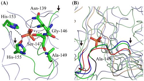 Fig. 2. Ribbon model of the active site of MtAPA (A) and the comparison of the loop conformation within it (B).Notes: Ribbon diagrams were generated by PyMOL (W.L. DeLano, http://www.pymol.org). The atomic coordinates of crystal structures were downloaded from PDB (www.rcsb.org). It is likely that the phosphate ion-binding site of MtAPA (PDB ID; 3ANO) is the bona fide active site. In this site, Asn-139, Ser-147, His-153, and His-155 coordinate the phosphate ion, whereas Gly-146 is in close proximity.Citation2) (A) The loop in the active site is shown in green, with the start and end of the loop indicated by arrows. Asn-139, Gly-146, Ser-147, Ala-149, His-153, His-155, and the phosphate ion are represented by sticks. Carbon, nitrogen, oxygen, and phosphorus atoms are shown in green, blue, red, and orange, respectively. (B) The ribbon models of the active site of MtAPA, Fhit_Human (PDB ID; 6FIT), and GalT_Arath (PDB ID; 1Z84) are shown in green, blue, and red, respectively. The position of Ala-149 in MtAPA is shown in black. The phosphate ion in the active site of MtAPA is represented by sticks. The positions of the start and end of the loop in the active site are indicated by arrows.