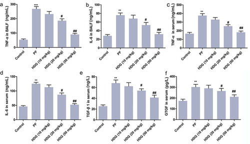 Figure 4. HDG reduced the levels of inflammatory cytokines in PF rats.Rats were randomly divided into 5 groups (n = 10): Control group, PFgroup, HDG (10 mg/kg) group), HDG (20 mg/kg) group and HDG (50 mg/kg) group. a. The level of TNF-α in BALF. b. The level of IL-6 in BALF. c. The level of TNF-α in serum. d. The level of IL-6 in serum. e-f. The levels of TGF-β1 and CTGF in serum. (** p < 0.01 vs control group; # p < 0.05, ## p < 0.01 vs PF group)