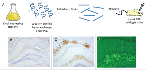 FIGURE 1. PrP amyloid plaque seeding in 101LL mice. Recombinant PrP was expressed in E coli and purified before refolding into amyloid fibrils. These preparations were inoculated into 101LL and wildtype mice (A). Animals survived for lifespan, and while no PrP aggregation was observed in wildtype mice (B), large thioflavin fluorescent (D) PrP amyloid plaques were detected in several 101LL mice (C).