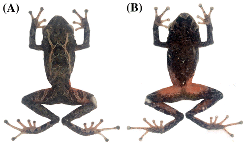 Figura 5. Pristimantis albujai sp. nov., en preservado. (A) vista dorsal; (B) vista ventral del holotipo DHMECN 12245, macho adulto, LRC: 18.1 mm.