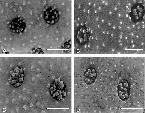 Figure 10 SEM micrographs of exine surfaces and pores: A. Obione lampa. B. Obione cordulata. C. A. codonocarpa. D. Grayia spinosa. Scale bar – 2 µm.