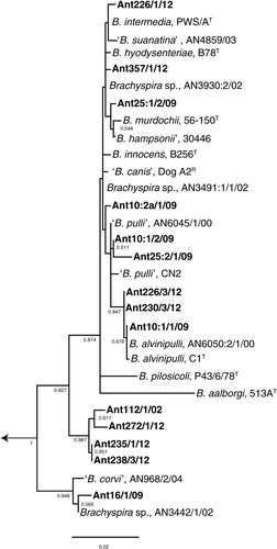 Fig. 1.  Phylogenetic tree based on 34 nucleotide sequences of 1,267 positions each of the 16S rRNA gene showing relationships between Brachyspira isolates from the southern Atlantic region (this study, shown in bold) and previously described type, reference and field strains of this genus. The tree was rooted against the type strains of Treponema denticola (ex Flügge 1886) (aT), Leptospira interrogans serovar Icterohaemmorrhagiae (RGAT), and Borrelia burgdorferi (B31T). The evolutionary history was inferred by the maximum-likelihood method based on the general time reversible model. Evolutionary analysis was conducted in MEGA6 (Citation29). The tree is drawn to scale with branch lengths measured in the number of substitutions per site. Bootstrap values >0.5 of 1,000 replications are shown at branch points. The length of the scale bar represents 0.02 substitutions per nucleotide position.