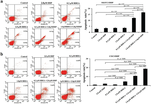 Figure 5. Effects of BDEA plus DDP on apoptosis of the test cells. (a) Effect of BDEA plus DDP on SK-OV-3/DDP. (b) Effect of BDEA plus DDP on COCl/DDP. Early apoptosis and late apoptosis quadrants were being counted for apoptosis rates. All data were repeated trice, and expressed in mean ± SD. One-way ANOVA followed by a Newman–Keuls post hoc test was used for comparison. * p < 0.05.