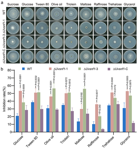 Figure 3. UvSnf1 participates in various carbon source utilization. a, Radial growth of the WT, ΔUvsnf1-1, −3 and ΔUvsnf1-C strains on the indicated medium for 14 days at 28°C. Basal PA (potato agar, potato 200 g and agar 20 g, add water to 1 L) medium was supplemented with various carbon source, including sucrose, glucose, tween 80, olive oil, triolein, maltose, raffinose, trehalose or glycerol at 1% (w/v). b, Inhibition rates of colony growth by various carbon source in the WT, ΔUvsnf1 mutants and complemented strains. The relative inhibition rate was calculated as follow: growth inhibition rate = (diameters of indicated strain on the PSA – diameters of strain on the PA medium with alternative carbon source)/diameters of the indicated strain on the PSA × 100%. The data were obtained from three repeats. Bars indicate the mean ± SD. *, ** and *** represent significant differences between the inhibition rates of mutants and WT at P < 0.05, P < 0.01 and P < 0.001 levels.