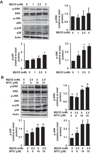 Figure 7. Modulating effects of MβCD on the MAPK pathway. (a) HCT-116 cells were pretreated with the indicated concentrations of MβCD for 1 h, then incubated in 1% FBS medium for 30 min. (b) After the pretreatment with MβCD (2.5 mM) for 1 h, the cells were treated with BITC (10 μM) for 30min. The phosphorylated and total proteins of ERK, JNK, and p38 as well as actin were analyzed by Western blotting. All values were expressed as means ± SD of three separate experiments. Different letters above the bars indicate significant differences among the treatments for each condition (p < 0.05).
