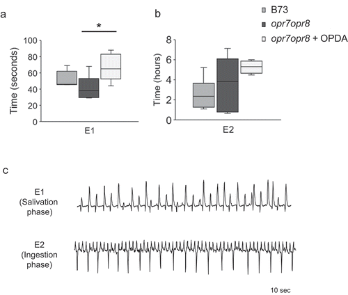 Figure 2. Electrical penetration graph (EPG) comparison of time spent by CLA in the E1 (salivation) (a) and E2 (ingestion) (b) phases during the sieve element phase (SEP) on maize B73, opr7opr8, and opr7opr8 plants pretreated with OPDA in 8 h of recording time. Boxplots represent median and range for each treatment (n = 5–7). Asterisks indicate significant difference (P < 0.05; Kruskal–Wallis test) among individual CLA feeding parameters on different maize plants. (c) Representative EPG waveform patterns of E1 and E2 during the CLA feeding on maize plants for 10 seconds