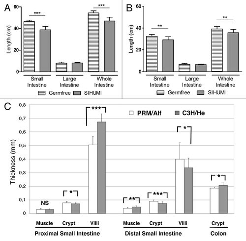 Figure 1. Gut length of germfree and SIHUMI associated PRM/Alf (A) and C3H/He mice (B). The length was determined in 8-wk old mice. The length of the whole intestine corresponds to the sum of small and large intestinal length. Data are expressed as mean ± standard deviation. Differences among groups were analyzed by Student’s t test, ***P ≤ 0.001; ngermfree (PRM/Alf, C3H/He) = 14, 12; nSIHUMI (PRM/Alf, C3H/He) = 12, 13. (C) Morphometric comparison of the layers of the intestinal tract between SIHUMI-PRM/Alf (n = 3) and SIHUMI-C3H/He (n = 3) mice. Data are expressed as mean ± SEM. Differences among groups were analyzed by Student’s t test *P ≤ 0.05; **P ≤ 0.01; ***P ≤ 0.001