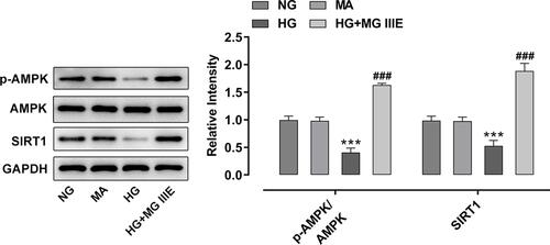 Figure 4 MG IIIE activated AMPK/SIRT1 signaling pathway in HG-induced podocytes. Western blot analysis was applied for detecting the expression of p-AMPK and AMPK. ***P<0.001 vs. MA; ###P<0.001 vs. HG.