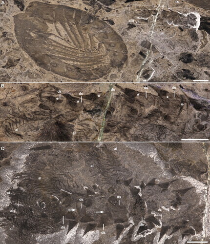 Figure 7. Entothyreos synnaustrus gen. et sp. nov., range of preservation types, ROMIP 59505. A, Paratype ROMIP 59505.4. Full specimen, with overlap of body somites preserved in a similar way as articulated podomeres of radiodontan appendages on the same bedding plane. B, Close-up of specimen (posterior region missing) showing well-developed dorsolateral sclerotic sheets (composite image of the part and counterpart, specimen immersed in water). Asterisks point to soft integument covering the base of dorsolateral spines. C, Paratype ROMIP 59505.1 showing segmental sclerotic sheets and intercalary elements (arrows). Abbreviations: al, anterior lobopod; ds, dorsal sclerotic sheets. Scale bars: A, 10 mm; B, C, 5 mm.